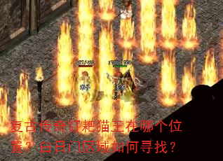 ���Ŵ��涤��è�����ĸ�λ�ã��������������Ѱ�ң�